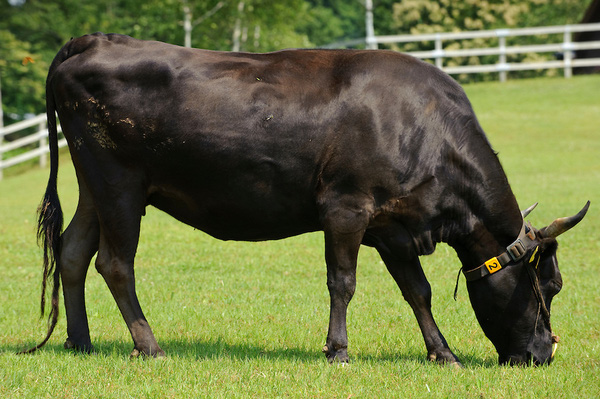 Điểm giống và khác nhau giữa thịt bò Wagyu Úc và thịt bò Wagyu Nhật